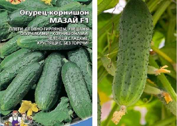 Огурец Мазай F1: описание и урожайность сорта, отзывы, фото