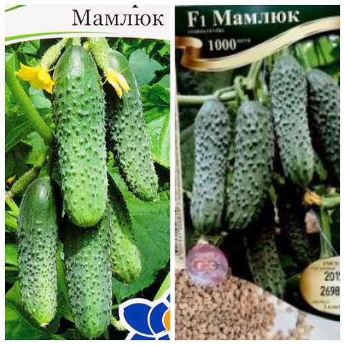 Огурец Мамлюк F1: описание сорта, фото, отзывы, урожайность