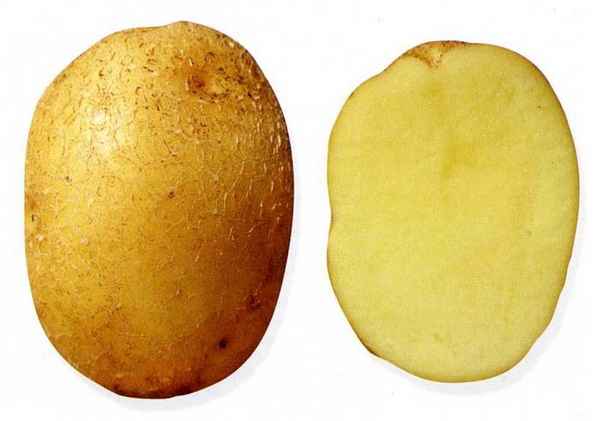Картофель Колобок: хаpaктеристика сорта, отзывы, вкусовые качества