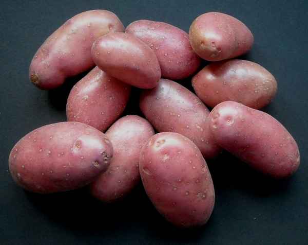 Картофель Беллароза: характеристика сорта, отзывы, вкусовые качества