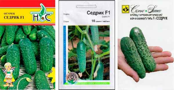 Огурец Седрик F1: описание и урожайность сорта, фото, отзывы