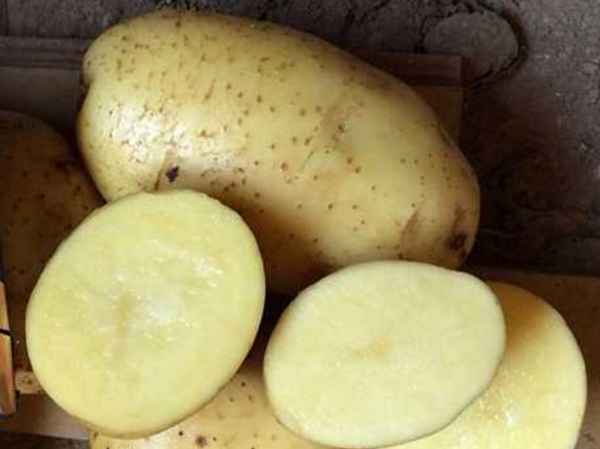 Картофель Бриз: хаpaктеристика сорта, отзывы, вкусовые качества