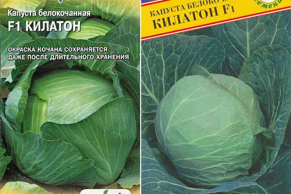 Капуста Килатон F1: описание сорта, отзывы, фото и урожайность