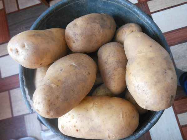 Картофель Вега: хаpaктеристика сорта, отзывы, вкусовые качества