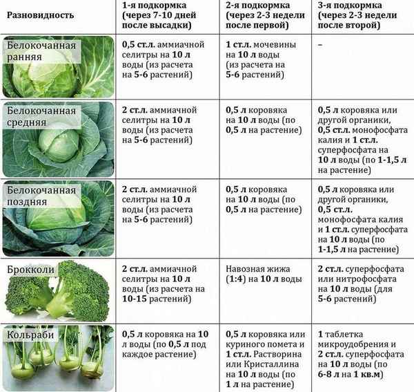 Когда, чем и как эффективно подкормить капусту (таблица)