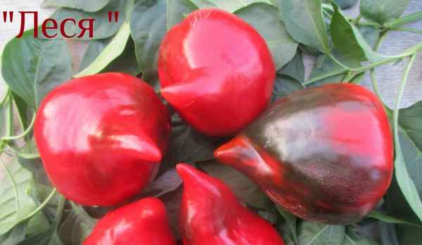 Перец Леся (сладкий): описание сорта, фото, отзывы и урожайность