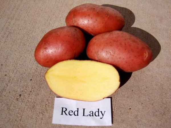 Картофель Ред Леди: описание сорта, фото, отзывы