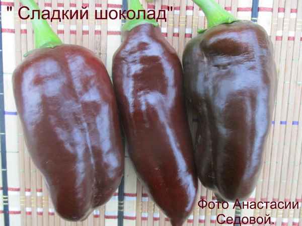 Перец Сладкий шоколад: отзывы, фото, урожайность, описание