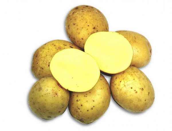 Картофель Зекура: хаpaктеристика сорта, отзывы, вкусовые качества