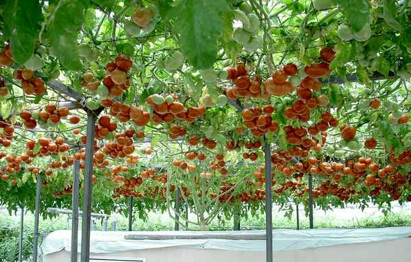 Цифомaндра (томатное дерево) - метод выращивания, отзывы, фото, описание