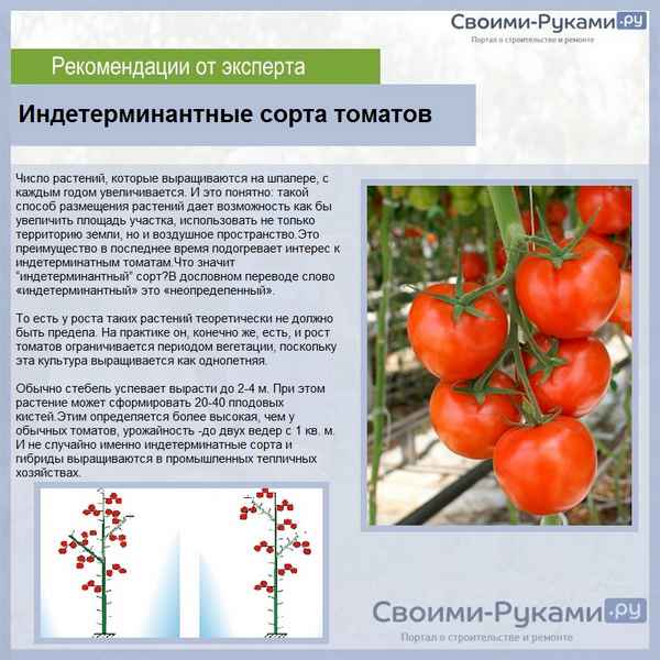 Детерминантный и индетерминантный сорт томатов - что это такое, в чем отличие