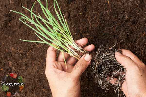 Лук батун: фото, выращивание из семян, посадка и уход за луком в открытом грунте