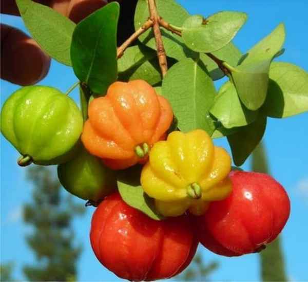 Суринамская вишня (Питанга): фото, описание