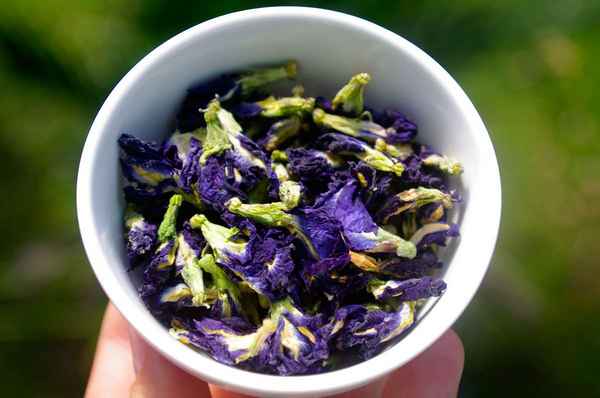 Синий чай из Тайланда: полезные свойства и отзывы о тайском чае