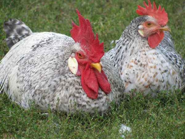 Борковская барвистая порода кур: отзывы, описание, фото
