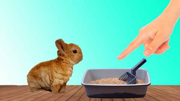 Как приучить кролика к лотку: проверенные методы