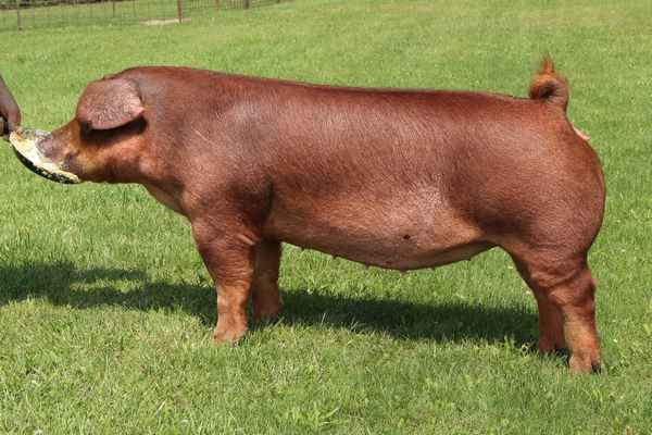 Дюрок - хаpaктеристика породы свиней, отзывы владельцев, фото, видео