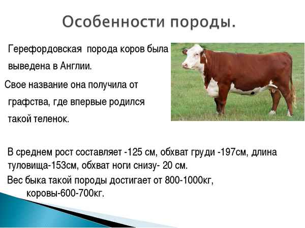 Герефордская порода коров - хаpaктеристика, продуктивность, описание