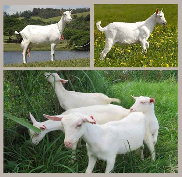 Зааненская порода коз - описание, содержание, особенности разведения
