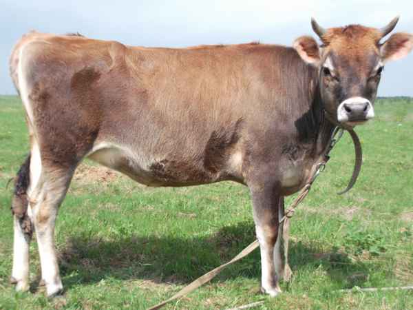Джерсейская порода коров: хаpaктеристика и отзывы