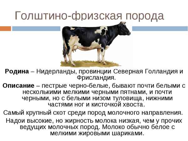 Голштинская (Голштино-фризская) порода коров: описание и хаpaктеристики