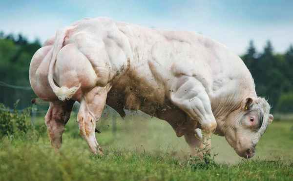 Бельгийская гoлyбая корова: хаpaктеристики, особенности выращивания