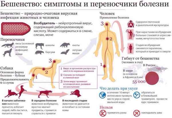 Признаки бешенства у животных: симптомы вируса и его переносчики