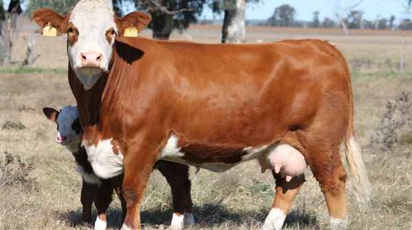 Симментальская порода коров: хаpaктеристика, плюсы и минусы