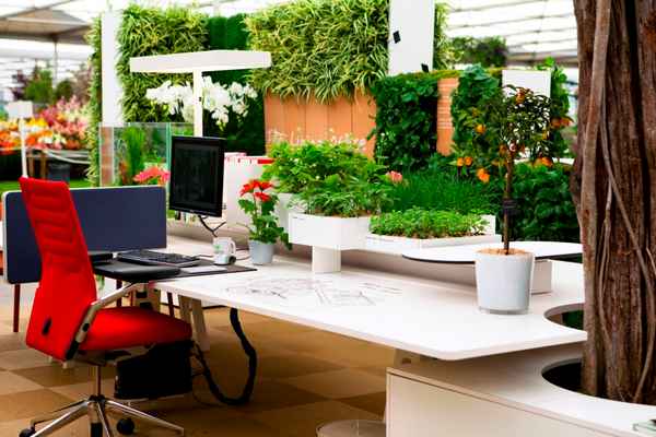 Офисные растения, цветы и деревья: Что выращивать в кабинете