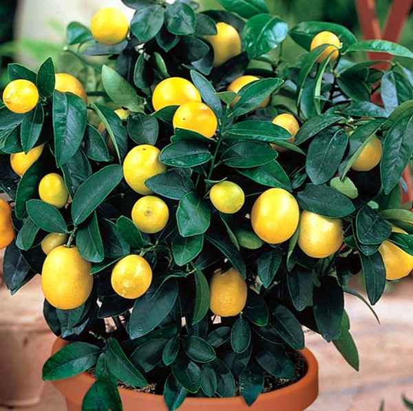 Выращивание лимона