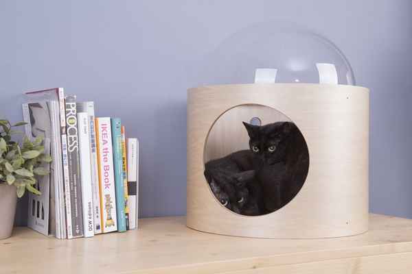 Очередной кошкин дом: сделайте из своего питомца космнавта