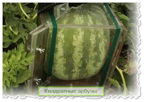 Описание и особенности выращивания квадратных арбузов