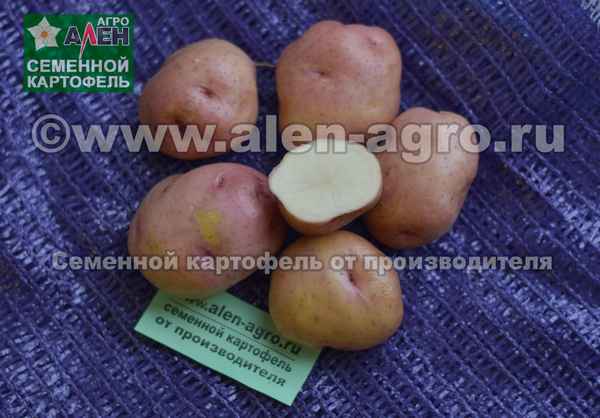 Особенности посадки картофеля Ильинский