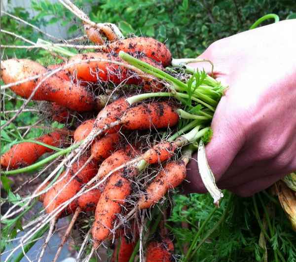 Почему морковь плохо растёт и что с этим можно сделать?