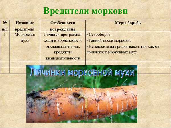 Описание и способы борьбы с вредителями моркови