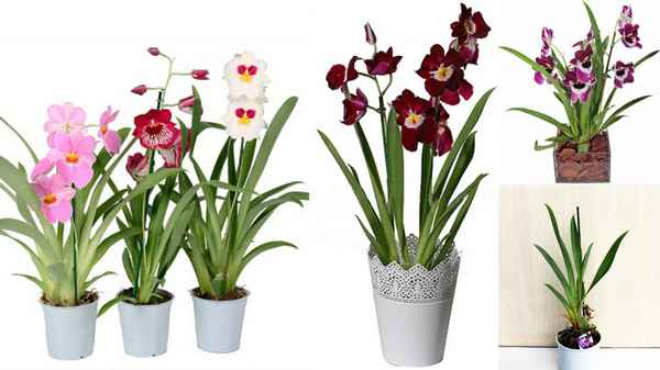 Орхидеи мильтонии: как ухаживать в домашних условиях