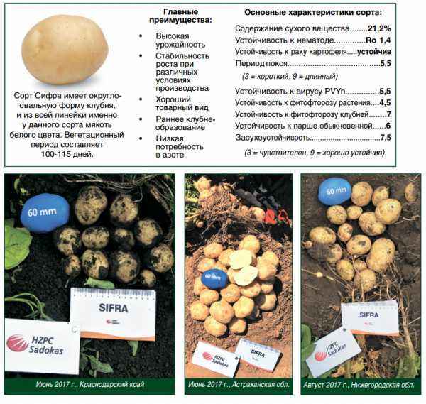 Картофель Джелли: описание сорта, особенности выращивания и ухода \u003e отзывы,цены, где купить