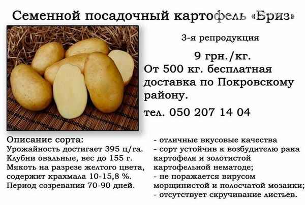 Картофель Бриз: хаpaктеристика сорта, особенности выращивание и ухода \u003eотзывы, цены, где купить