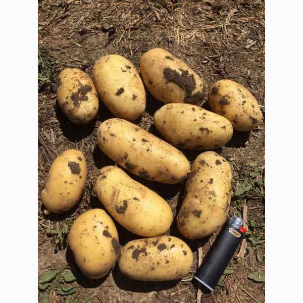 Картофель Гранада: описание сорта, особенности выращивания и ухода