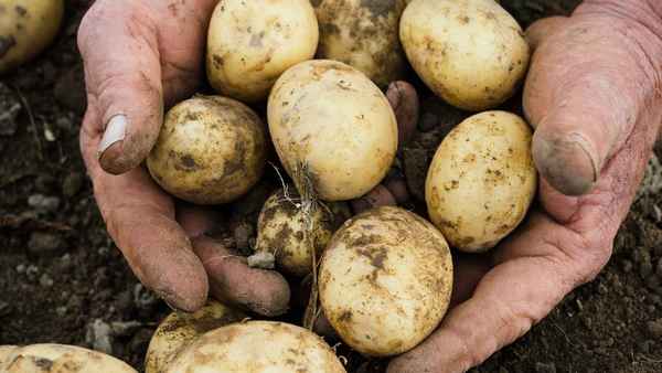 Сорт картофеля Чародей: хаpaктеристика, особенности посадки и выращивания \u003eотзывы, цены, где купить