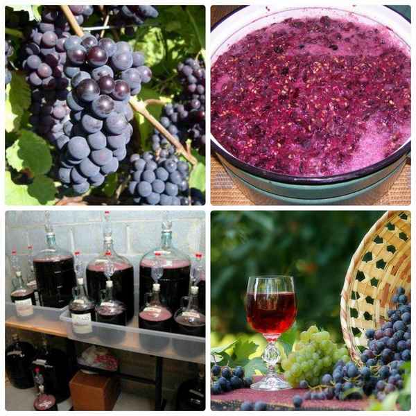 Вино из винограда Лидия: основные правила и секреты приготовления