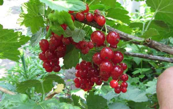 Красная смородина Константиновская: хаpaктеристики сорта и особенности выращивания