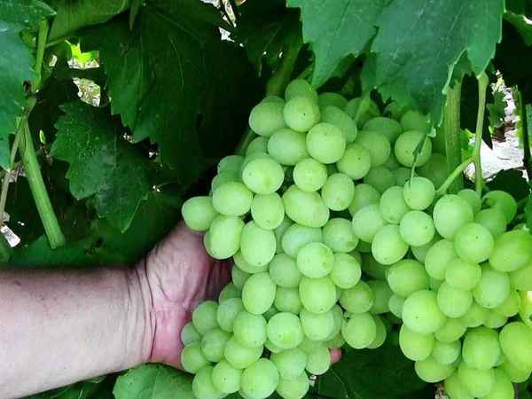 Сорт винограда Светлана: хаpaктеристика и методы выращивания