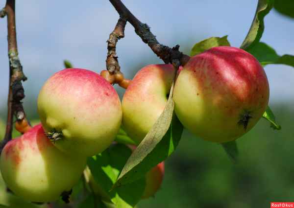 Яблоня Золотой ранет — ботаническое описание сорта и агротехникавыращивания саженцев \u003e отзывы, цены, где купить