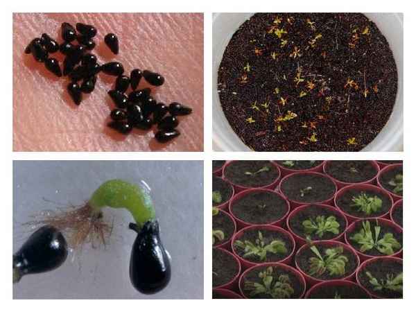 Как вырастить семена венериной мухоловки в домашних условиях?