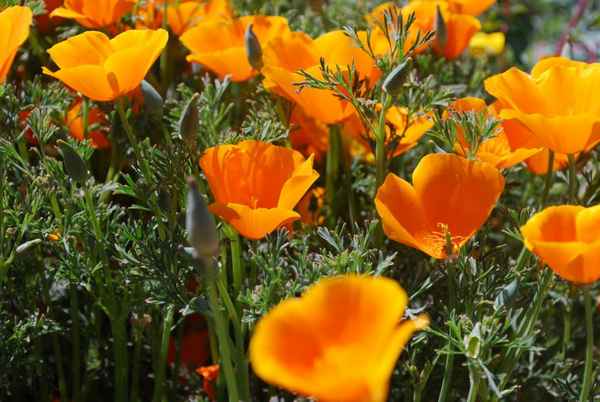 10 лучших цветов-самосеек для сада