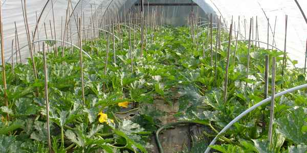Как получить высокий урожай кабачков в теплице