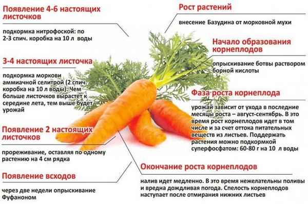 Влияет ли морковь на рост человека