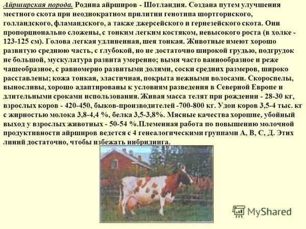 Мини-коровы: описание пород, особенности разведения