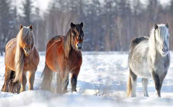 Якутская лошадь: описание породы, уход и содержание \u003e отзывы, цены, гдекупить